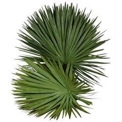 Palmleave 70cm