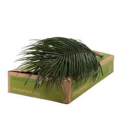 Phoenix Roebeleni Per Bunch 80cm