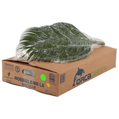 Phoenix Roebeleni Per Bunch 60cm