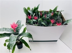 Aechmea Fasciata Primera 12Ø 40cm