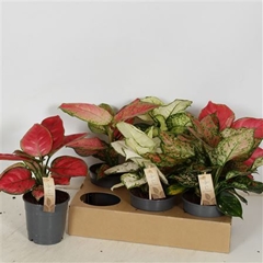 Aglaonema Mix 12Ø 30cm