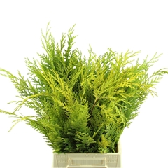 Chamaecyparis Yellow Per Bunch 40cm