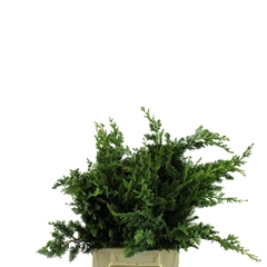 Chamaecyparis Lawsoniana Wisselii Per Bunch 40cm