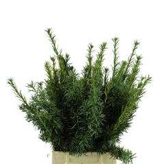 Taxus Baccata Fastigiata Per Bunch 40cm