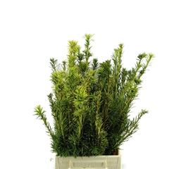 Taxus Baccata Fastigiata Per Bunch 40cm