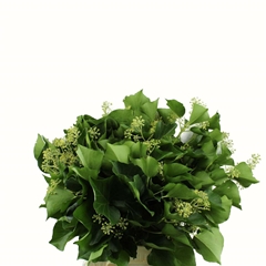 Hedera Variegated Per Bunch 55cm
