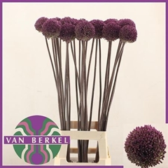 Allium Summer Drummer 90cm