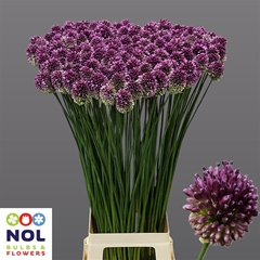 Allium Sphaerocephal 90cm