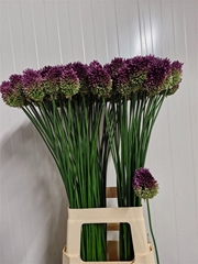Allium Sphaerocephal 80cm