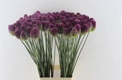 Allium Sphaerocephal 80cm