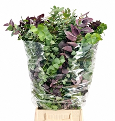Eucalyptus Stuartiana Autunno Absorbed Per Bunch 75cm 200gr.