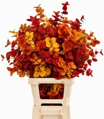 Eucalyptus Cinerea Autumn Per Bunch 70cm 150gr.