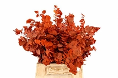 Eucalyptus Stuartiana Orange Per Bunch 55cm 100gr.