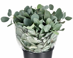 Eucalyptus Populus Per Bunch 50cm 400gr.
