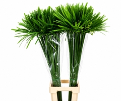 Cyperus Papyrus 100cm