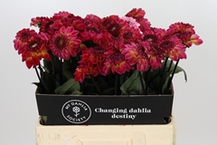 Dahlia Dancing Don 60cm