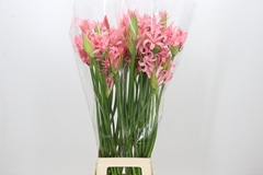 Nerine Helena 75cm