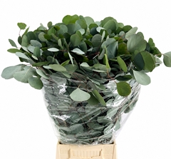 Eucalyptus Populus Per Bunch 70cm 200gr.