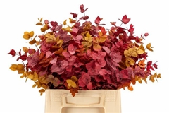 Eucalyptus Stuartiana Autumn Per Bunch 55cm 100gr.