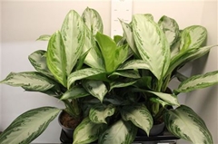 Aglaonema Silver Bay 17Ø 60cm
