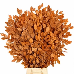 Fagus Orange Per Bunch 75cm 150gr.