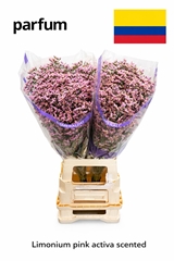 Limonium Sinense Pink Activa 80cm 30gr.
