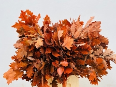 Quercus Orange Per Bunch 60cm