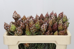 Leucadendron Rubrum 50cm