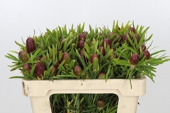Leucadendron Salicifolium 50cm