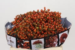 Rosa Autumn Rosefruits 35cm