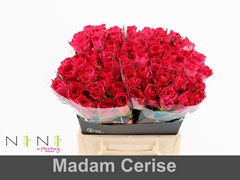 Rosa Madam Cerise 40cm