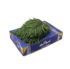 Chamaedorea Chico Leaf Per Bunch 45cm