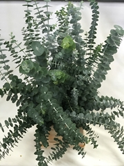 Eucalyptus Baby Blue Per Bunch 70cm 200gr.