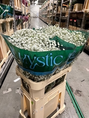 Gypsophila Paniculata Xlence 80cm 40gr.
