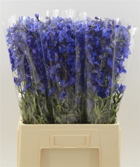 Delphinium Single Donna 60cm