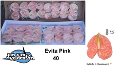 Anthurium Evita Pink 11cm Hd