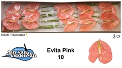 Anthurium Evita Pink 15cm Hd
