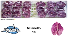 Anthurium Milanello 13cm Hd