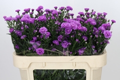 Aster Astee Karmijn 70cm 15gr.