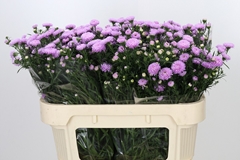 Aster Astee Mini Baby Pink 70cm 15gr.