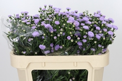 Aster Astee Milka 70cm 15gr.