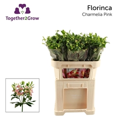 Alstroemeria Florinca Charmelia 70cm