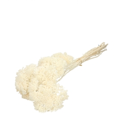 Dried Flowers Achillea Bleached 65cm