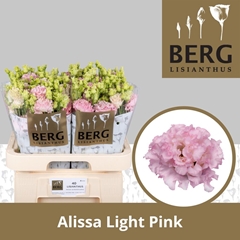 Eustoma Double Alissa Light Pink 70cm