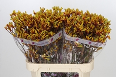 Anigozanthos Gold Fever 80cm