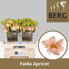 Eustoma Single Falda Apricot 70cm