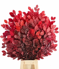 Quercus Red Per Bunch 75cm