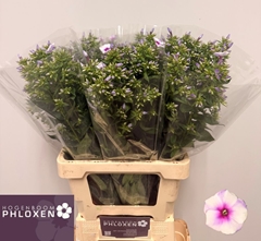 Phlox Isabella 60cm