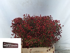 Rosa Magical Red Cascade 40cm