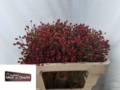 Rosa Magical Red Cascade 50cm